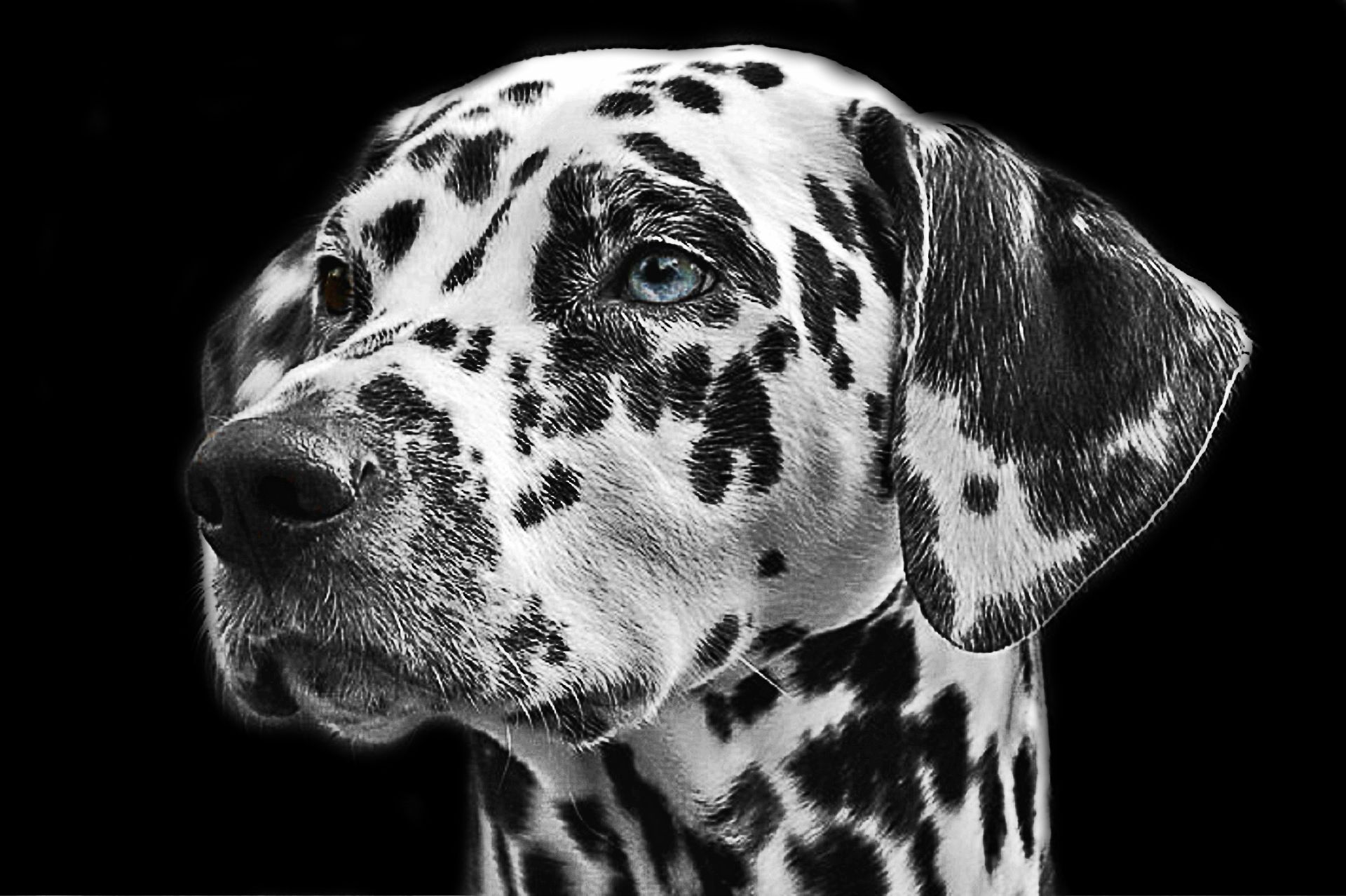 dalmatians-765138